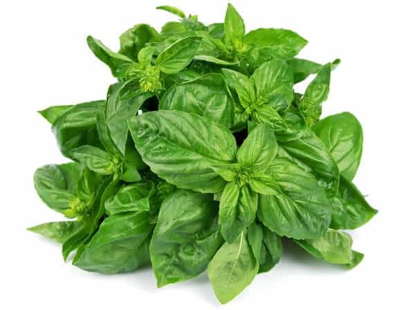 Thai Holy Basil 100g 100 Nongfern Thai Supermarket